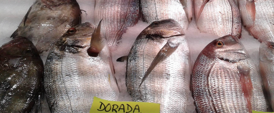 Dorada mallorquina